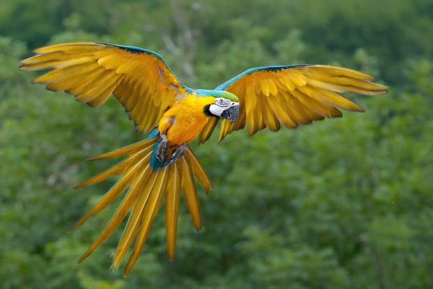 Flying Yellow-and-blue macaw
