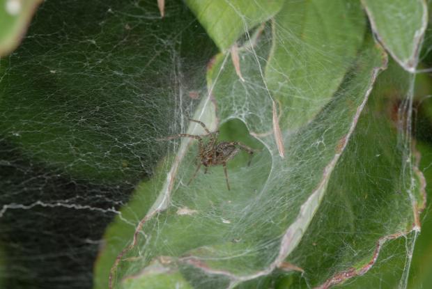Spider, Québec, Canada.