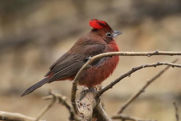 Araguira rougeâtre sur une branche