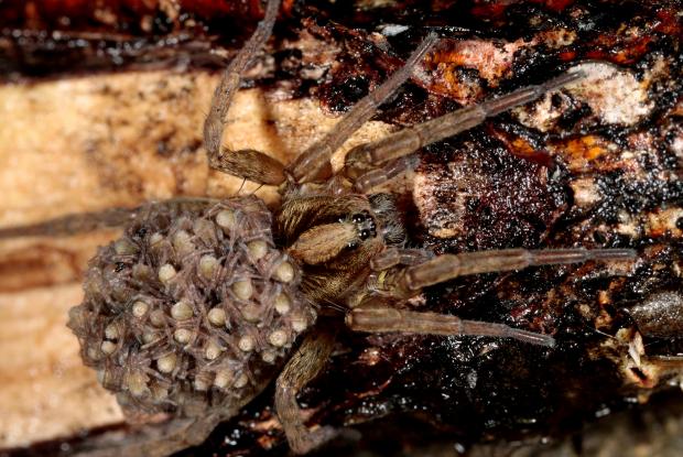 Les Araignees Espace Pour La Vie Les Araignees Espace Pour La Vie