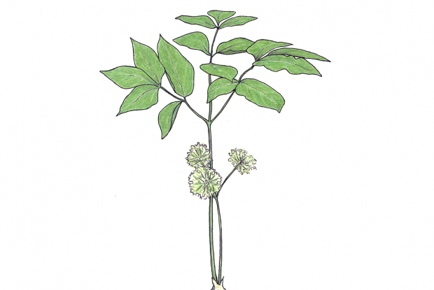 Aralia nudicaulis