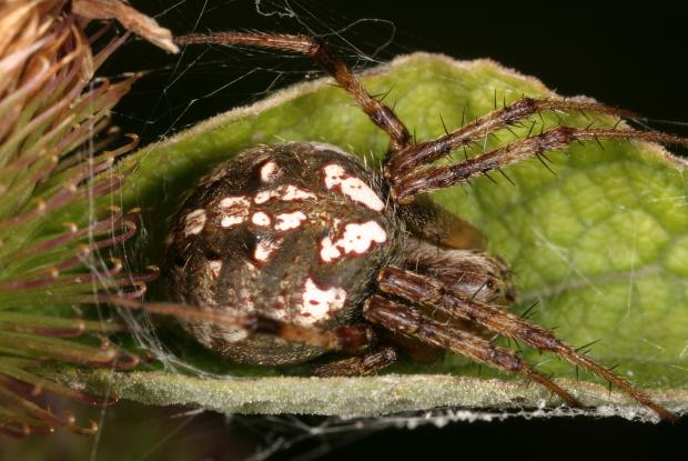 Araignée, Québec, Canada