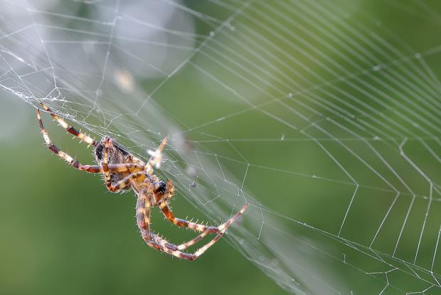La Toile D Araignee Espace Pour La Vie La Toile D Araignee Espace Pour La Vie