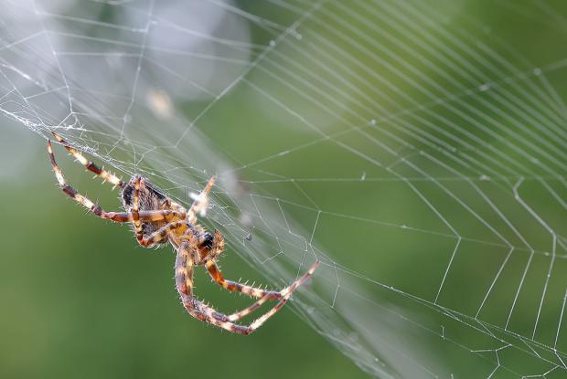 La Toile D Araignee Espace Pour La Vie