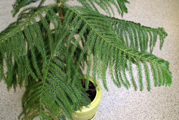 Araucaria heterophylla