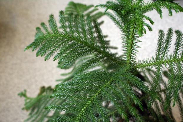 Araucaria heterophylla