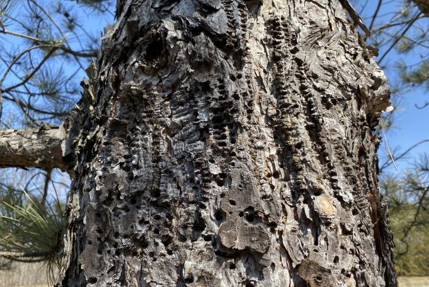 Damage caused by a woodpecker on a tree trunk