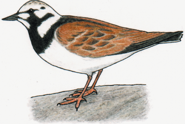 Arenaria interpres