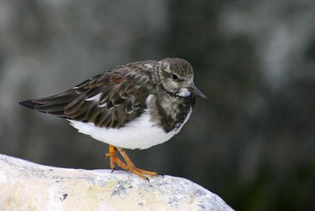 Arenaria interpres