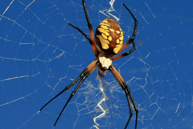 What to Know About the Garden Spider