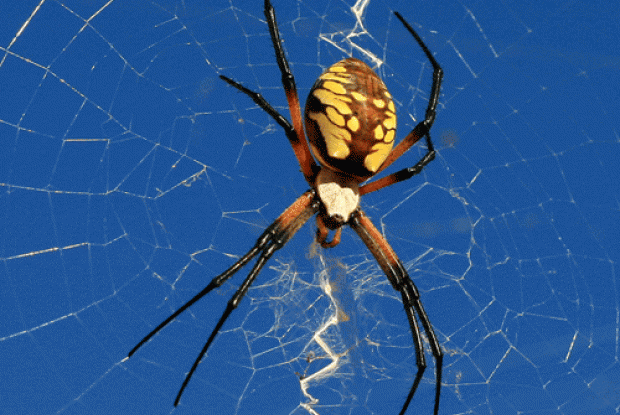 Are Spiders Considered Insects? Learn About Spiders at Our Pavilion! -  South Coast Botanic Garden Foundation