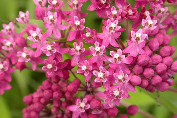 Asclepias incarnata