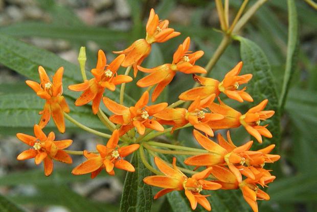 Butterfly milkweed Space for life