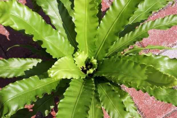 Asplenium nidus