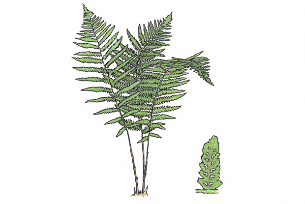 Athyrium filix-femina