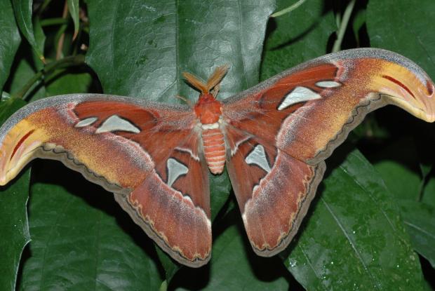 Papillons et chenilles Espace pour la vie