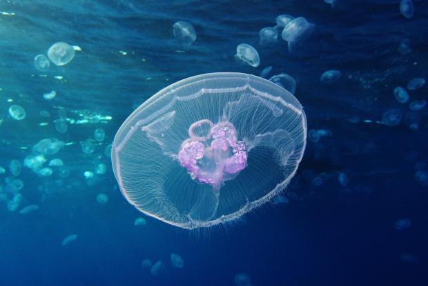 Aurelia aurita