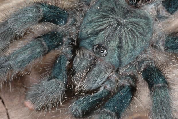 Avicularia avicularia