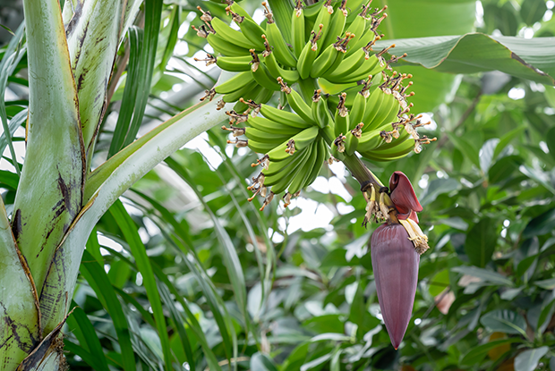 Bananas in a banana tree (Musa x paradisiaca 'Gros Michel')