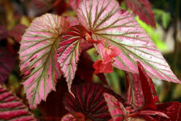 Begonia brevirimosa