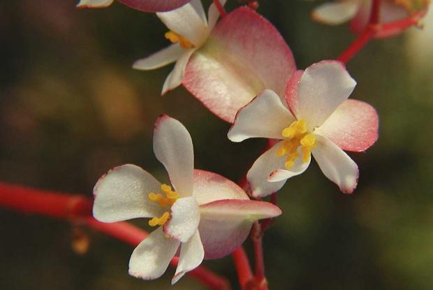 Begonia sanguinea