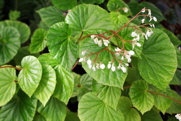 Begonia sp.