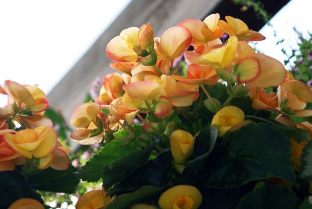 Begonia sp.