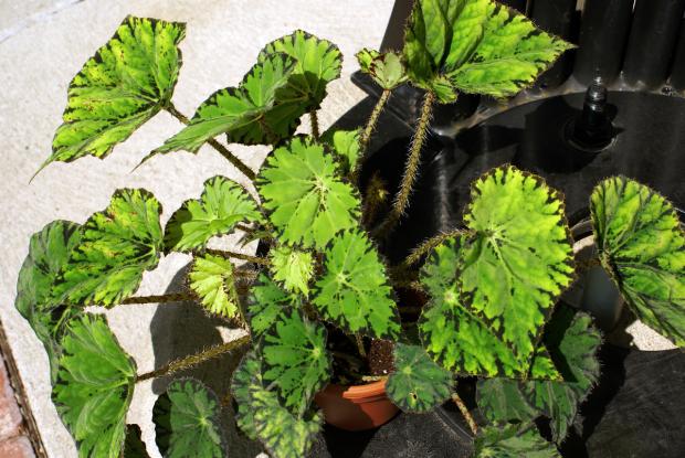 Begonia 'Tiger Star'