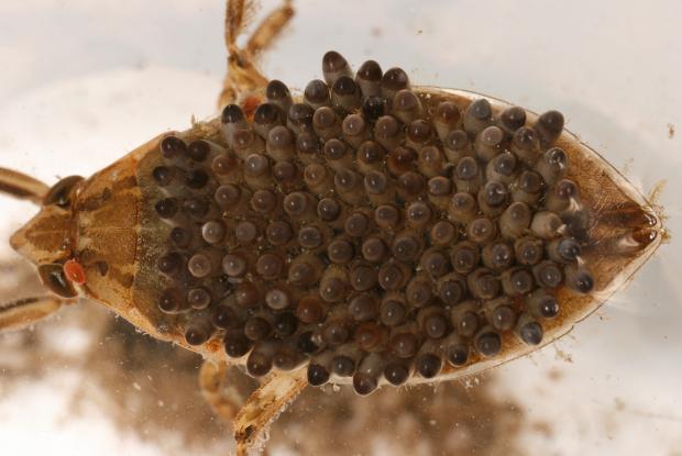 Belostoma sp.