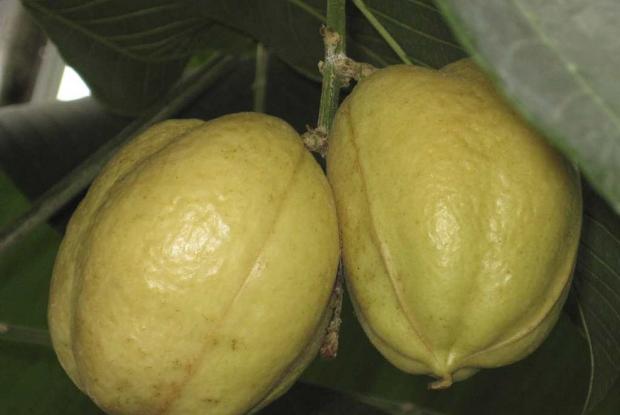 Akee Blighia sapida