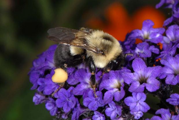 Abeilles Guepes Et Bourdons Espace Pour La Vie