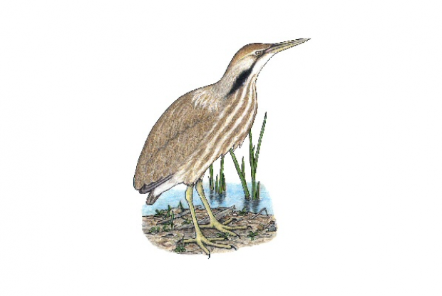 Botaurus lentiginosus
