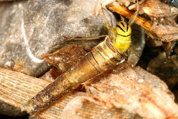 Brachycentrus lateralis