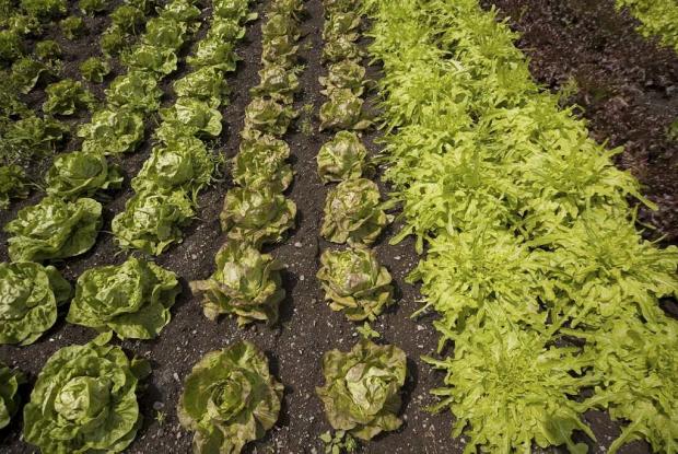 Lactuca sp.
