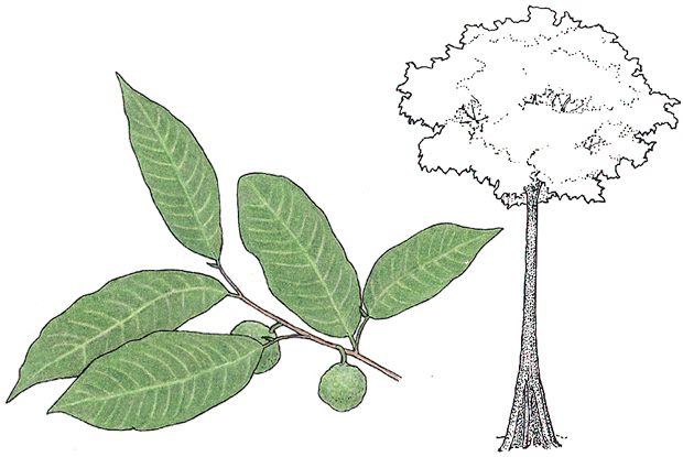 Brosimum alicastrum Swartz.