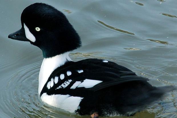 Barrow's goldeneye: a species of duck with brilliant yellow eyes