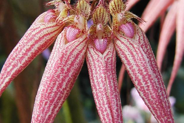 Bulbophyllum Elizabeth Ann 'Bucklebury' AM/RHS.
