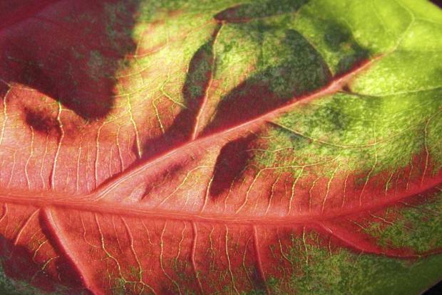 Caladium 'Florida Cardinal'