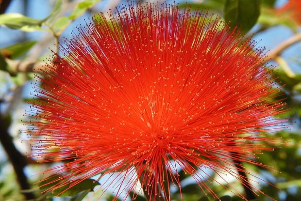 Calliandra haematocephala.