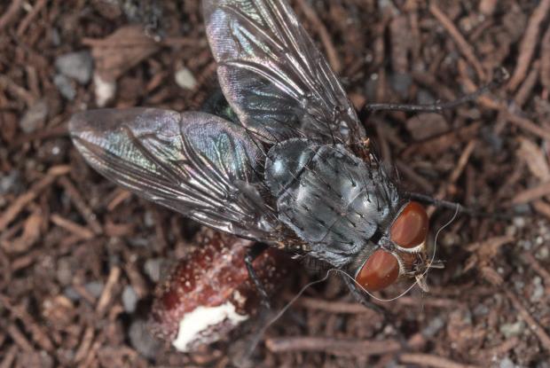 Calliphoridae, Québec, Canada.