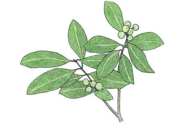 Calophyllum brasiliense Camb. (syn. C. antillanum)