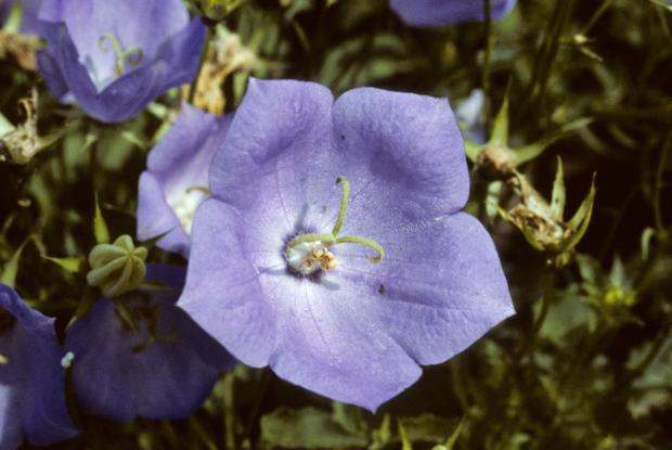 Campanula carpatica 'Blue Clips'