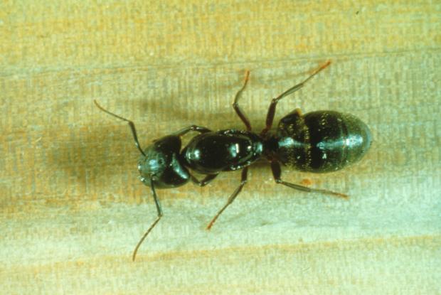 Des Fourmis Dans La Maison Espace Pour La Vie Des Fourmis Dans La Maison Espace Pour La Vie