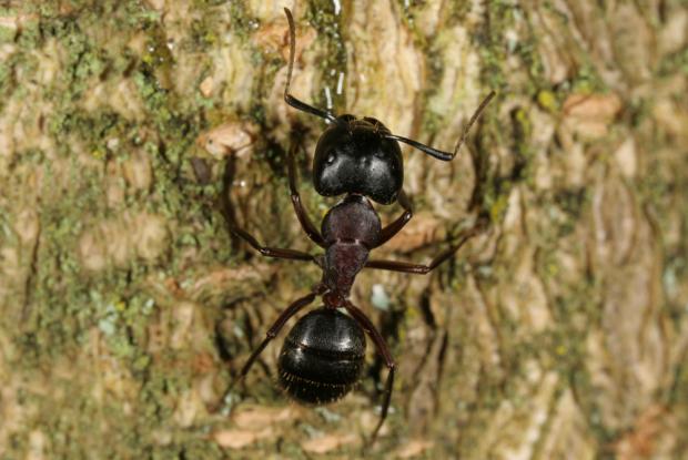 Tout savoir sur les fourmis charpentières