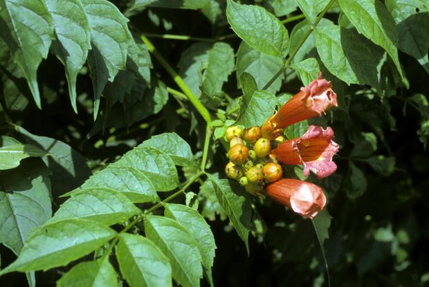 Campsis radicans