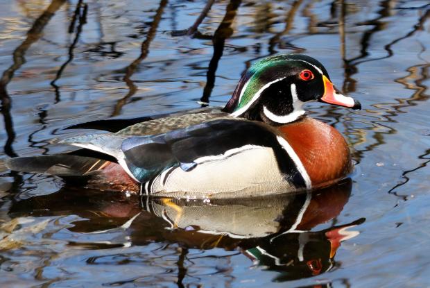 Canard branchu