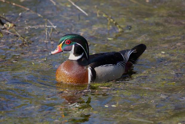 Canard branchu