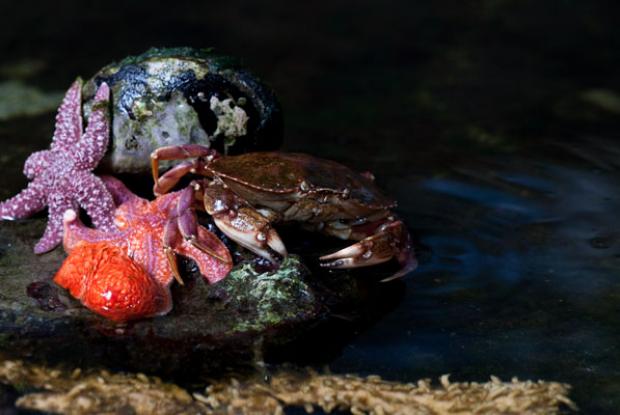 Rock crab (Cancer irroratus) and polar sea star (Leptasterias polaris).