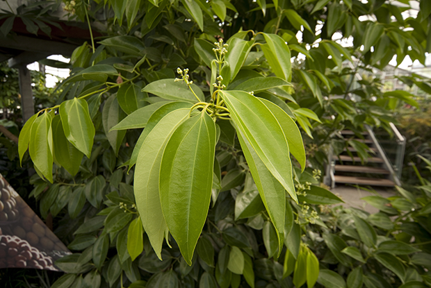 Cinnamon tree (Cinnamomum myrianthum)