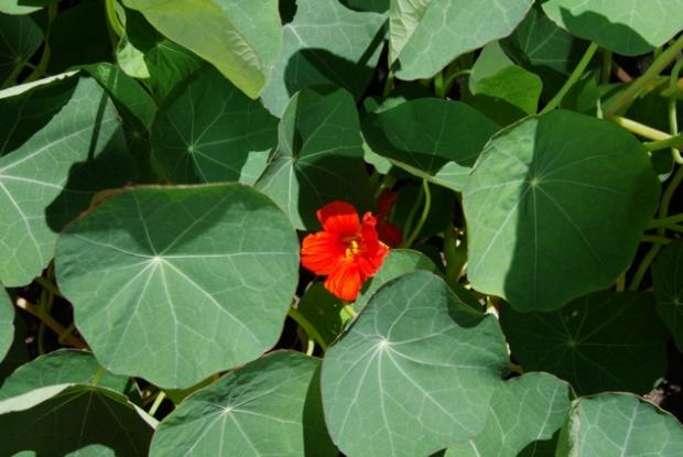 Nasturtium Tropaeolum ‘Princess of India’
